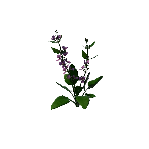 Flower Echinodorus Cordifolius3. 3